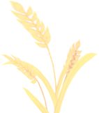 北林：秋粮收购忙颗粒保归仓(图5)