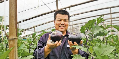肃宁圆茄怎样成为致富“黑宝”(图1)