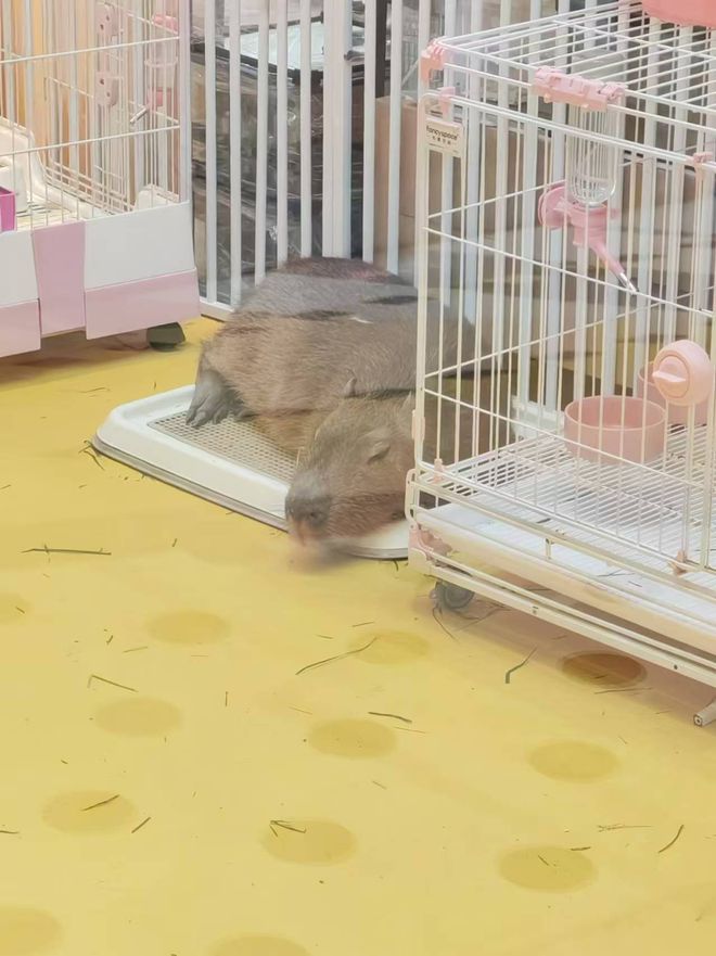 被困在商场里的卡皮巴拉！“死了找地方埋别报备就行”(图1)