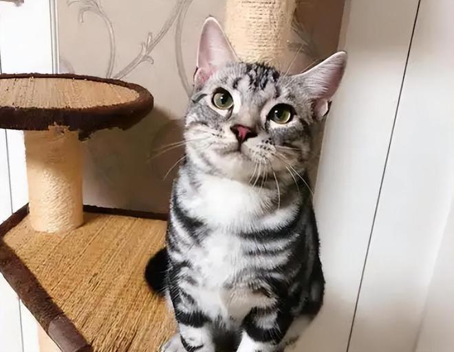 宠物空气净化器哪个好用？宠物空气净化器选哪个品牌好？(图1)