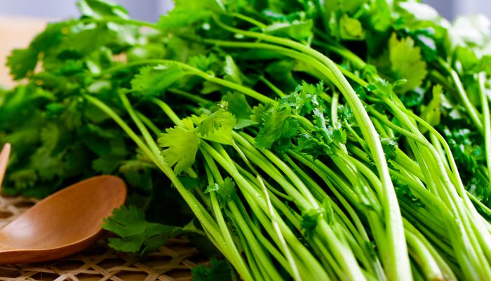 新鲜香菜如何长期新鲜香菜保存方法(图1)