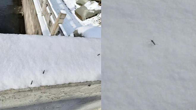 真相公布！网传北京雪地上有蚊子在爬？专家最新回应来了(图1)