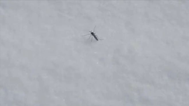 真相公布！网传北京雪地上有蚊子在爬？专家最新回应来了(图2)