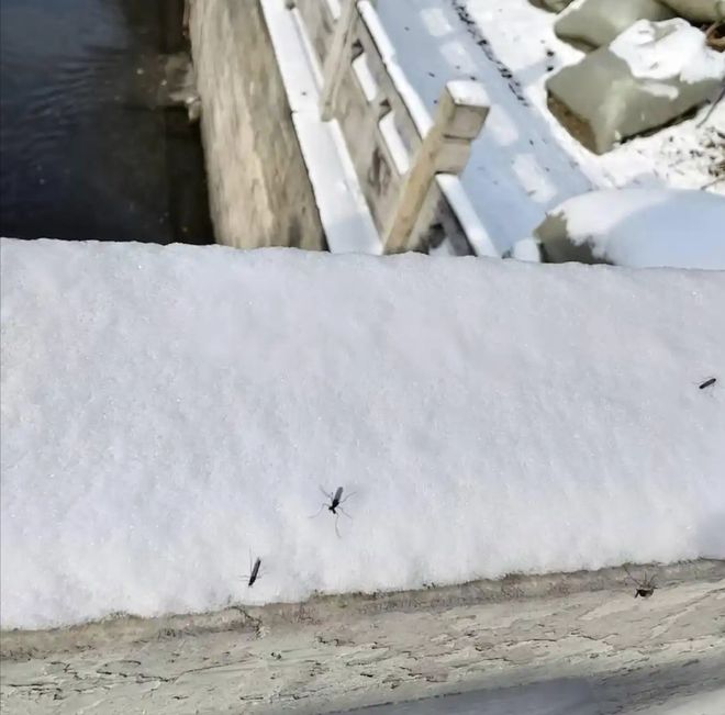 真相公布！网传北京雪地上有蚊子在爬？专家最新回应来了(图3)