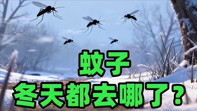 真相公布！网传北京雪地上有蚊子在爬？专家最新回应来了(图4)