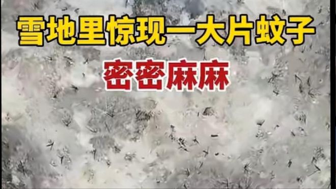真相公布！网传北京雪地上有蚊子在爬？专家最新回应来了(图5)