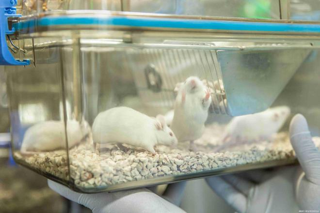 小鼠肝炎（MHV）爆发实验动物房消毒净化怎么做？(图1)