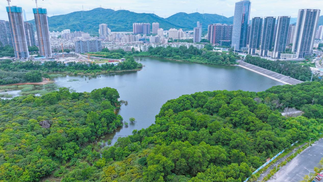 置业窗口期已至？龙华红盘趁势加推续写“九开九捷”传奇(图7)